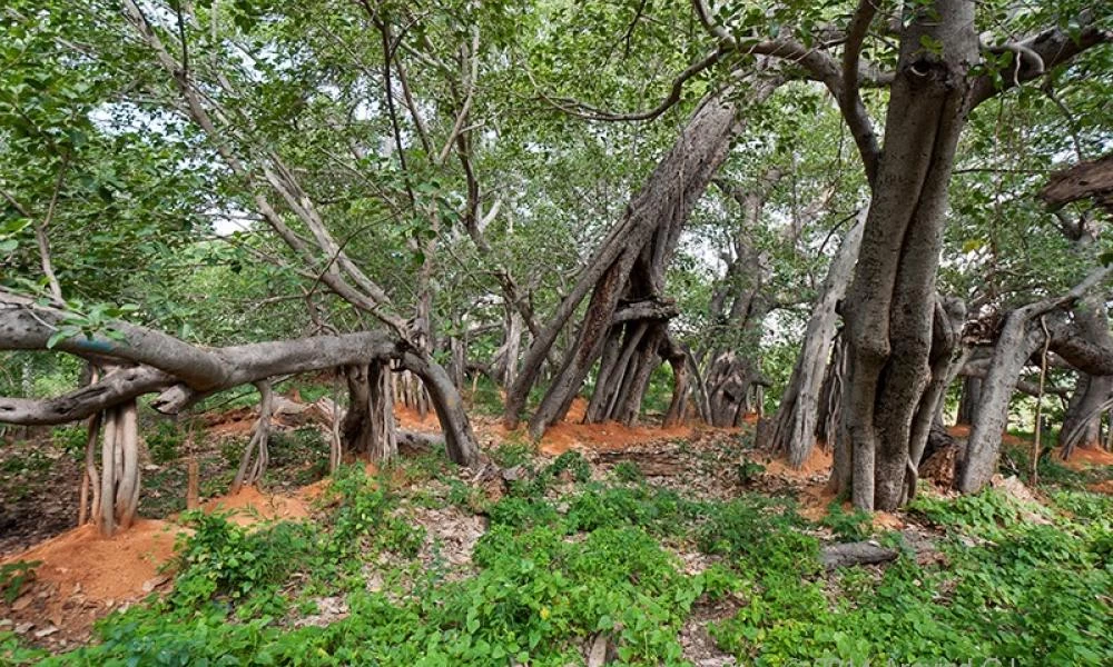 Ο μύθος για το το μεγαλύτερο δέντρο στον κόσμο και πως φύτρωσε